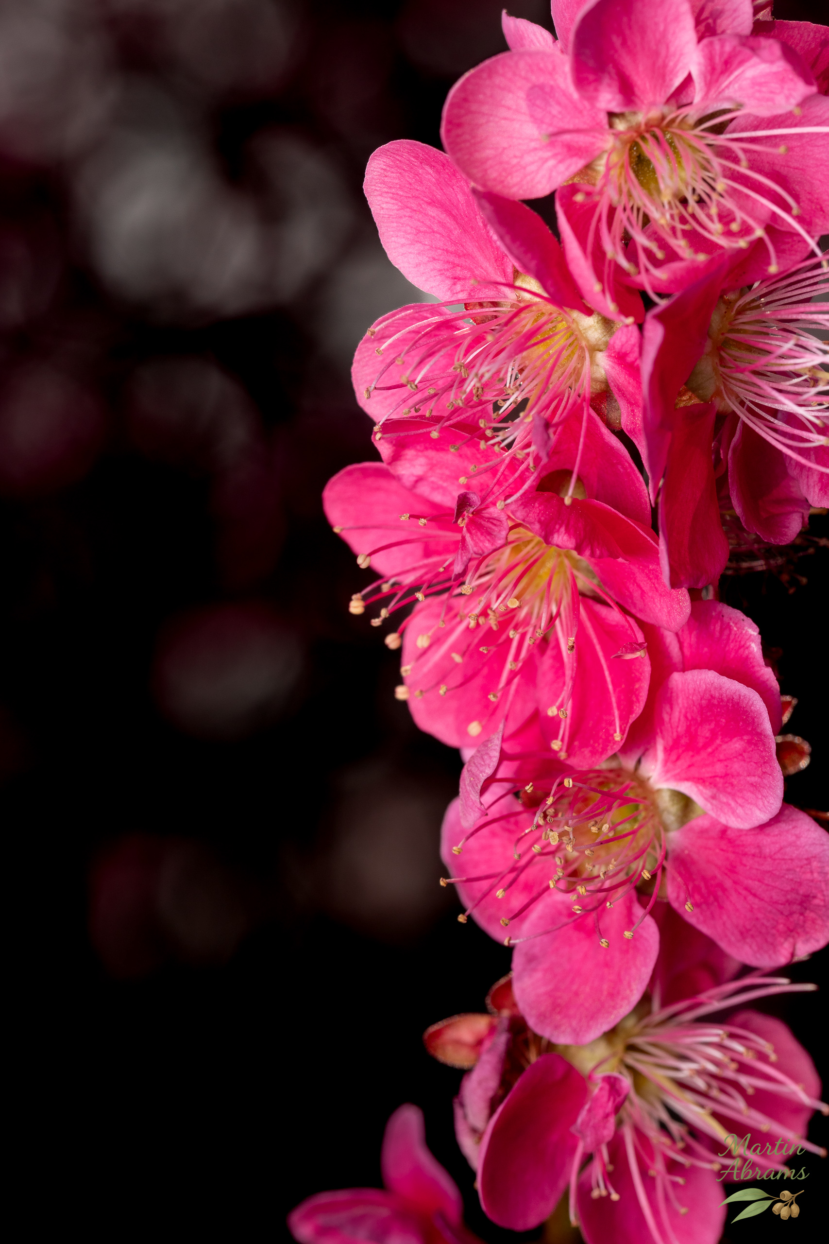 Many pink plum blossoms on the RHS